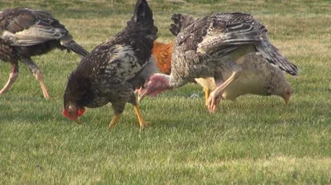 Chicken Stock Footage 8847350