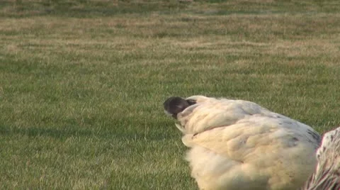 Chicken Vídeos de archivo 8848844