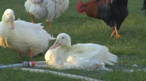 Chicken Vídeos de archivo 8916696