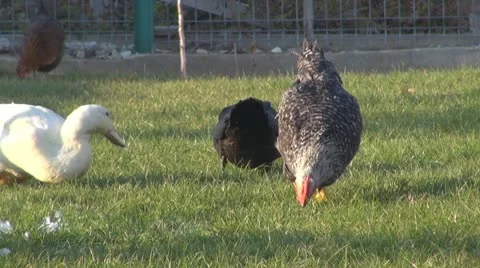 Chicken Vídeos de archivo 8917442