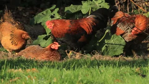 Chicken Stock-Footage 8968537