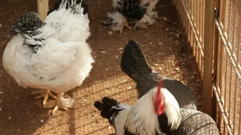 Chicken Stock Footage 10727616