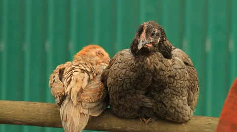 Chicken Stock-Footage 11461123