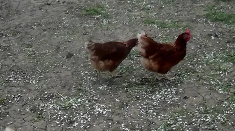 Chicken Video stock 23106804