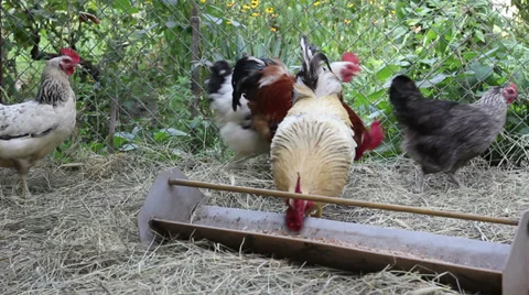 Chicken Stock Footage 27302452