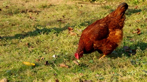 Chicken Stock Footage 32242399