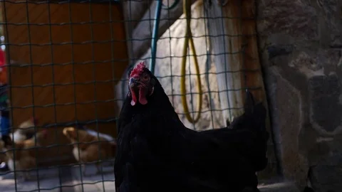 Chicken Stock Footage 76679142