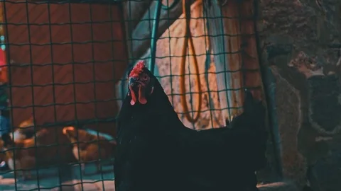 Chicken Stock Footage 76679387