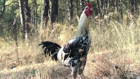 Chicken . 스톡 동영상 94730139