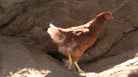 Chicken Stock Footage 109424786