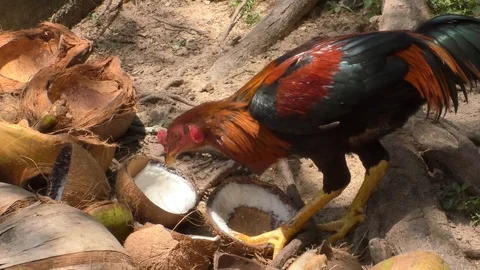 Chicken Stock Footage 112334083
