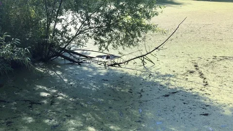 Chicken 스톡 동영상 114482907