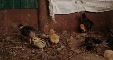 Chicken Video stock 132359142