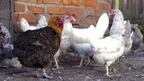 Chicken 스톡 동영상 154427975