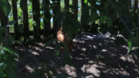 CHICKEN Stock Footage 158124954