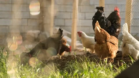Chicken Stock Footage 164682974