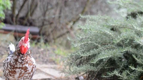 Chicken Video stock 164889679