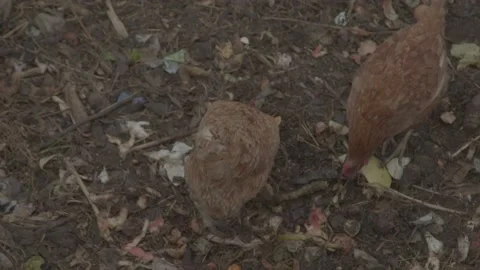 Chicken Stock Footage 165421964