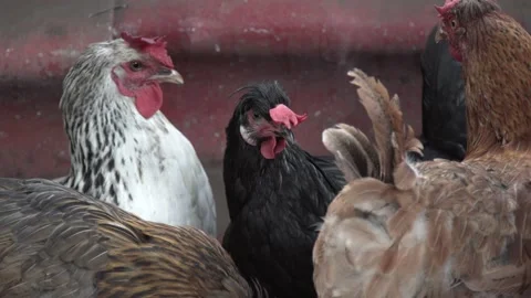 Chicken Stock Footage 166645387