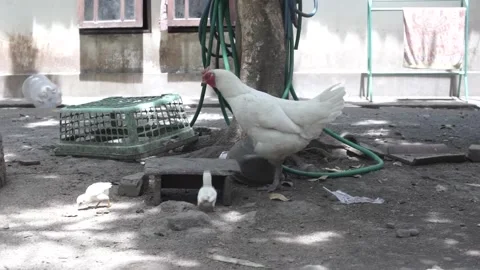 Chicken Stock Footage 207359423