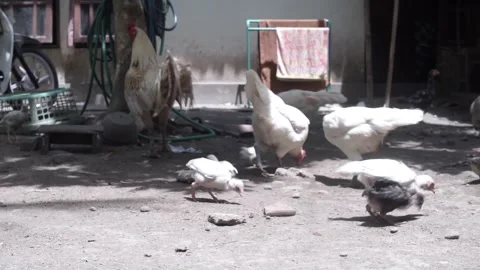 Chicken Stock Footage 207359660