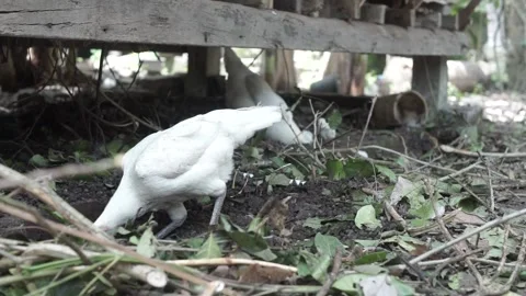 Chicken Stock Footage 207359862