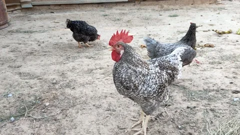 Chicken 스톡 동영상 211799160