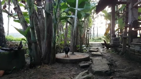 Chicken Vidéo 220866410