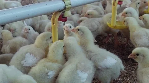 Chicken Stock Footage 234295603