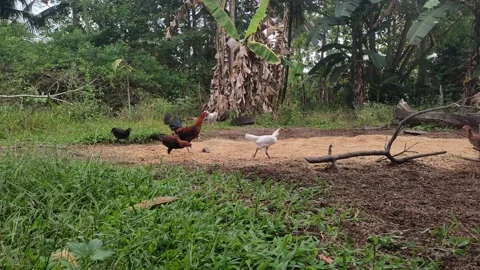 Chicken Stock Footage 238044434