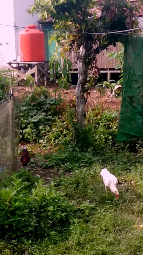 Chicken Stock Footage 241779677