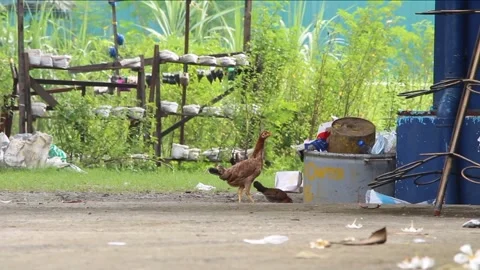 CHICKEN Stock-Footage 250980860