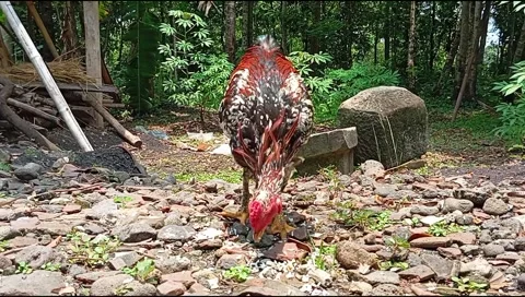 Chicken Stock Footage 265683907