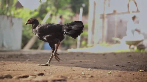 Chicken Stock Footage 293295122