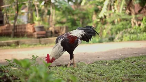 Chicken Stock Footage 293295132