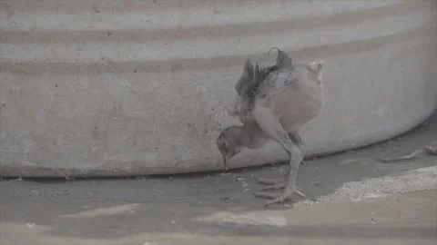 Chicken Stock Footage 302800706