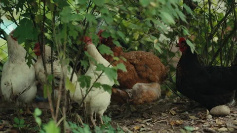 Chicken 库存影片 318179448