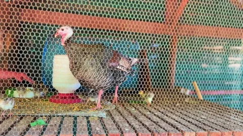 Chicken Stock Footage 321470850