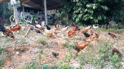 Chicken Footage Asian Village Stock Footage