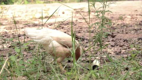 Chicken foraging Stock Footage 203923299