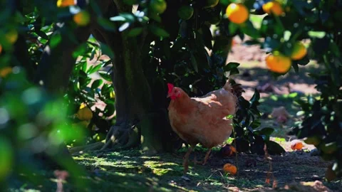 Chicken Foraging Under Citrus Trees in Orchard - Video Stock-Footage 347794231