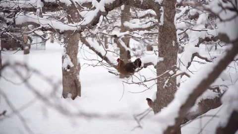 Chicken free-range poultry in the winter woods Stock Footage 170921552