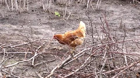 Chicken in a garden Video stock 46828168