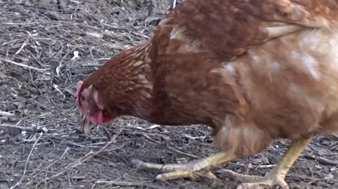 Chicken in a garden Stock Footage 47874648