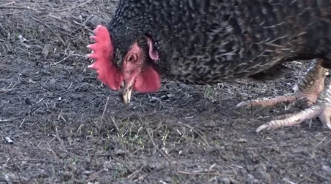 Chicken in a garden Stock Footage 47874683