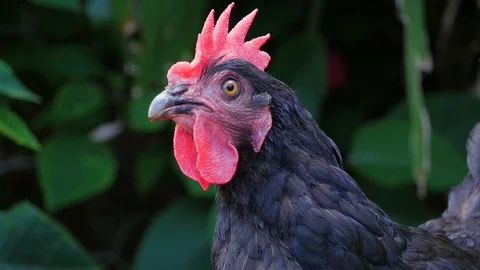 Chicken in garden Stockbeeldmateriaal 88893850