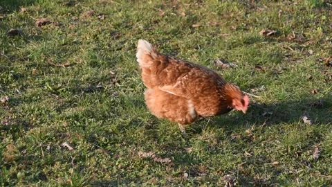 Chicken in the garden Stock Footage 149819528