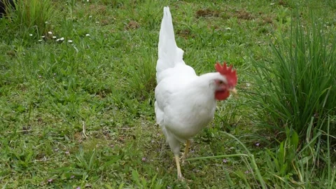 Chicken in the garden Stock Footage 153828340