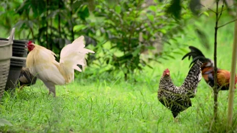 Chicken in the garden Stock Footage 159598540