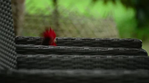 Chicken in the garden Stock Footage 159598549